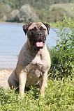 BULLMASTIFF 089